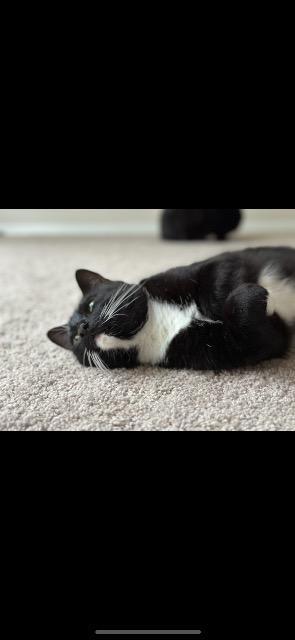 Enlarge KOWALSKY, a Adoptable mixed breed in Athens, AL image 3/5