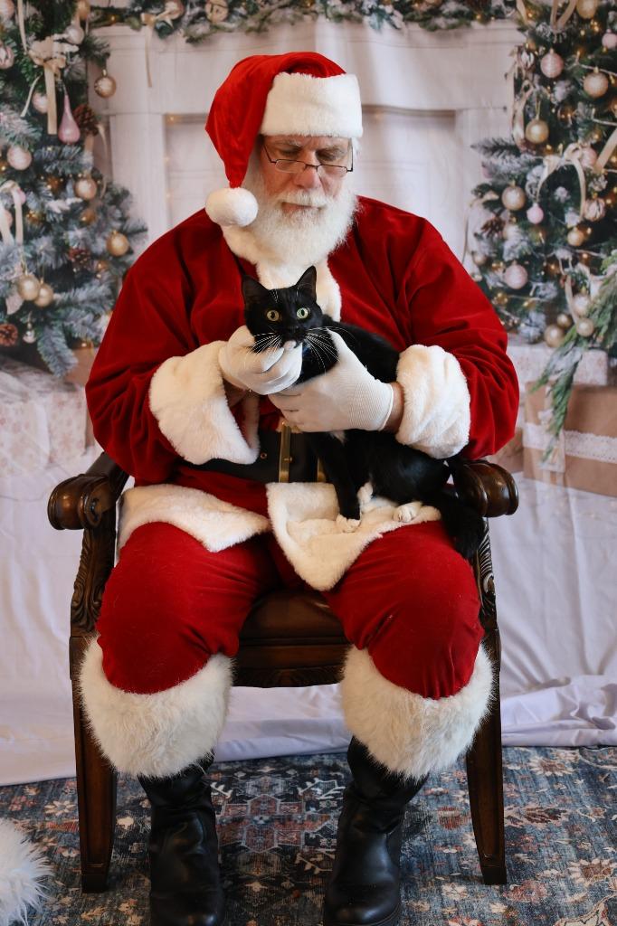 Enlarge KOWALSKY, a Adoptable mixed breed in Athens, AL image 4/5