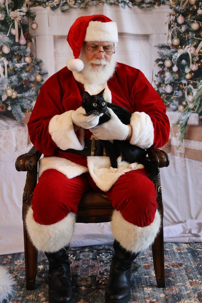 Enlarge KOWALSKY, a Adoptable mixed breed in Athens, AL image 5/5