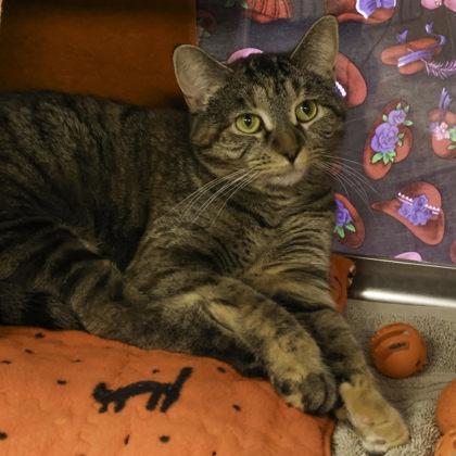 Spindrift, a Adoptable mixed breed in Madison, WI image 1/3