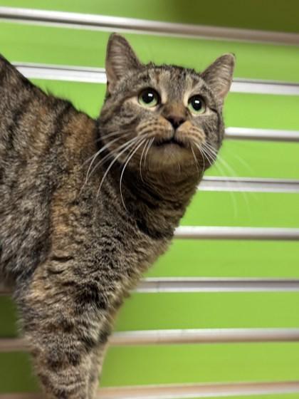 Spindrift, a Adoptable mixed breed in Madison, WI image 2/3