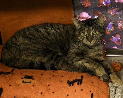Spindrift, a Adoptable mixed breed in Madison, WI image 3/3