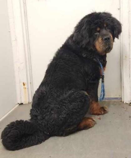Enlarge Kong, a ADOPTABLE Tibetan Mastiff in Butte, MT image 1/1