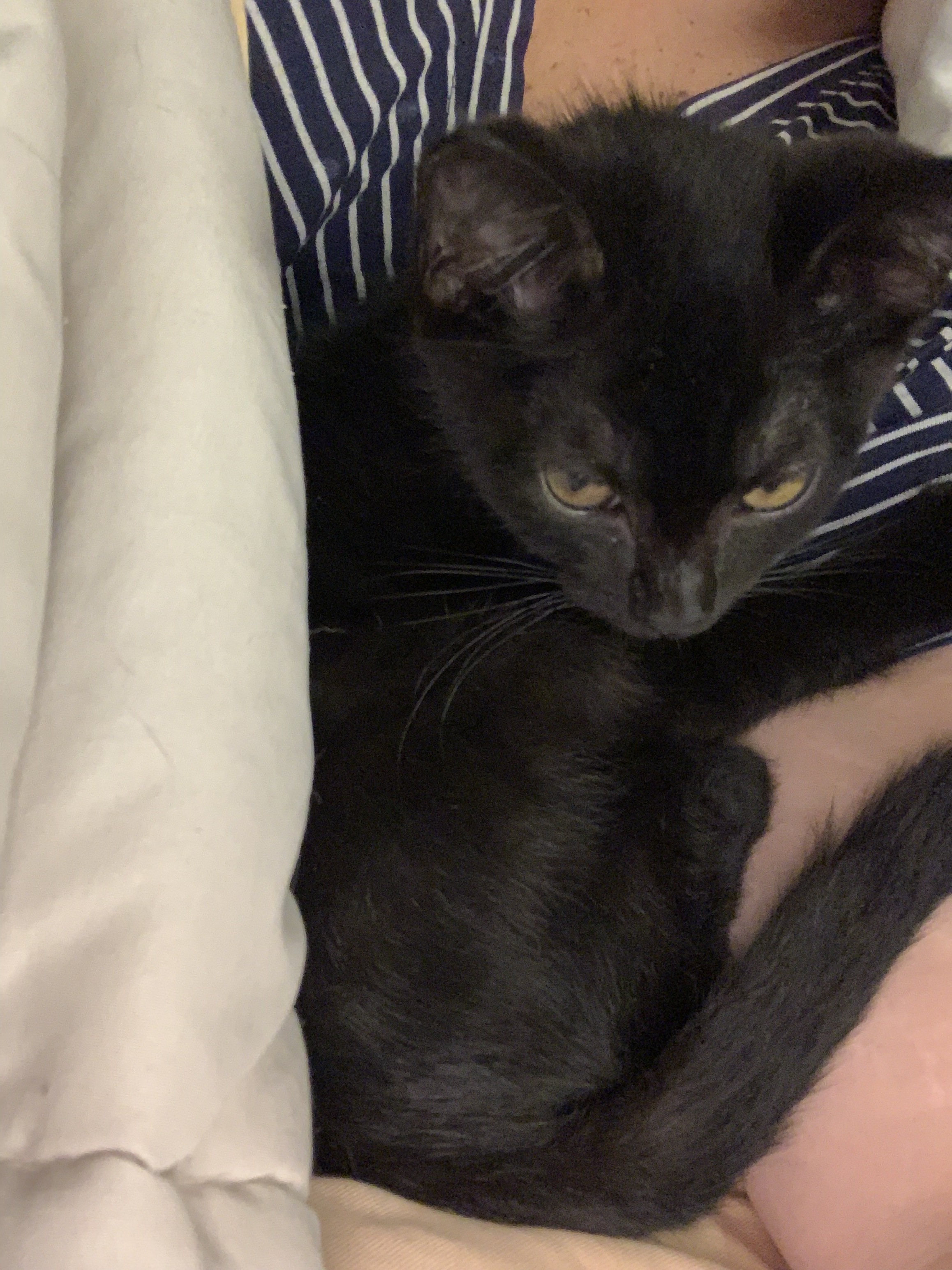 Blackberry, Adoptable, Adult Female Domestic Short Hair.
