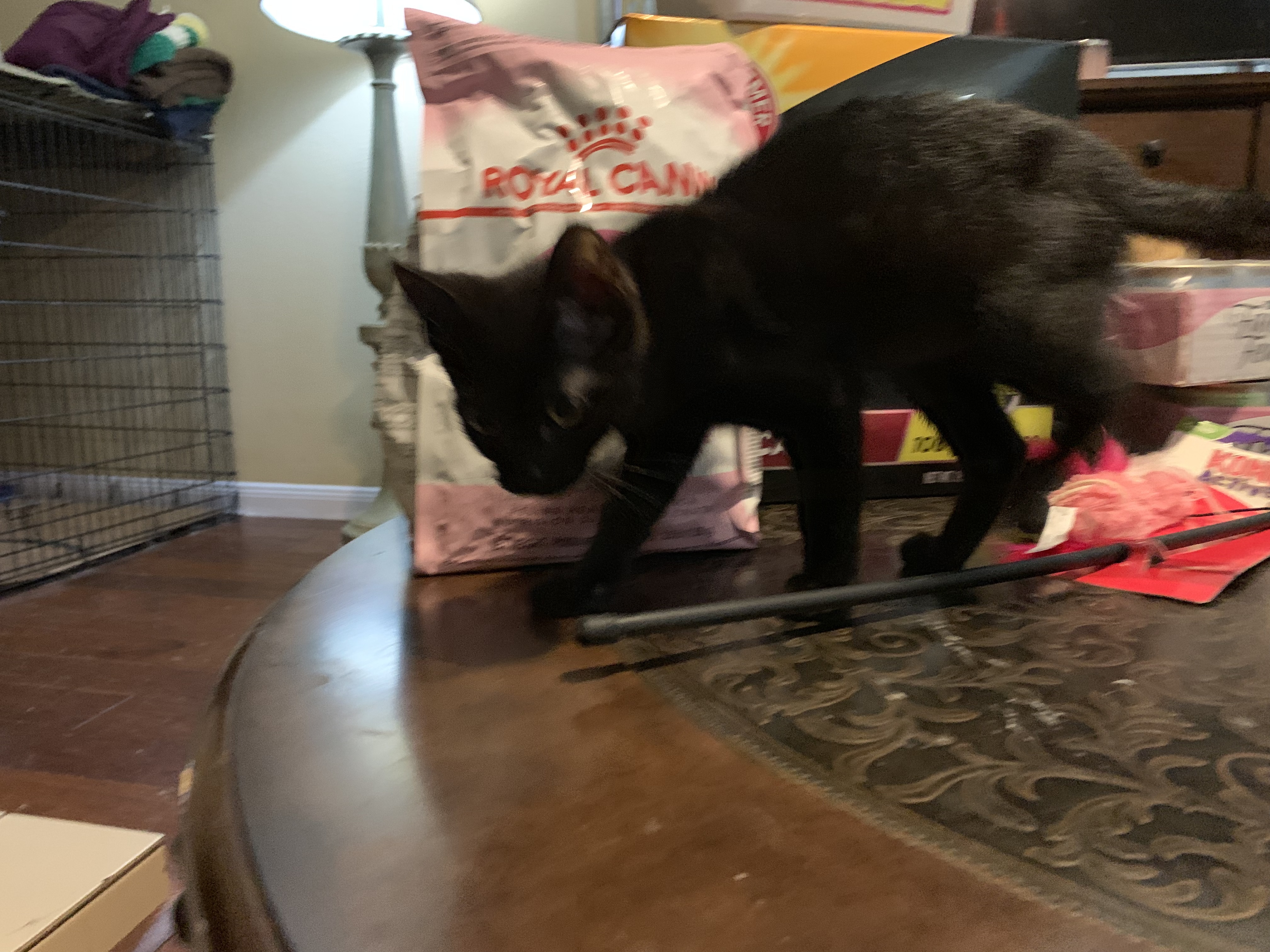 Blackberry, a Adoptable mixed breed in Richmond, TX image 5/6