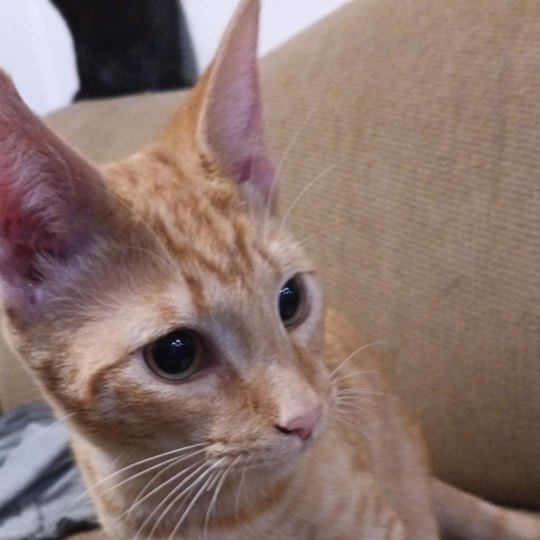 Papaya, a Adoptable mixed breed in Antioch, CA image 3/6