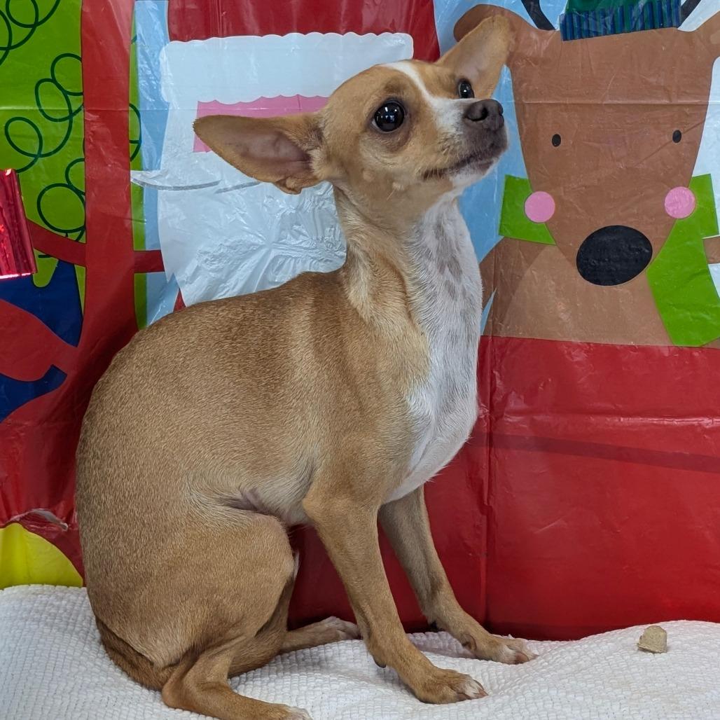 Enlarge Doodle, a Adoptable Chihuahua in Chico, CA image 1/3