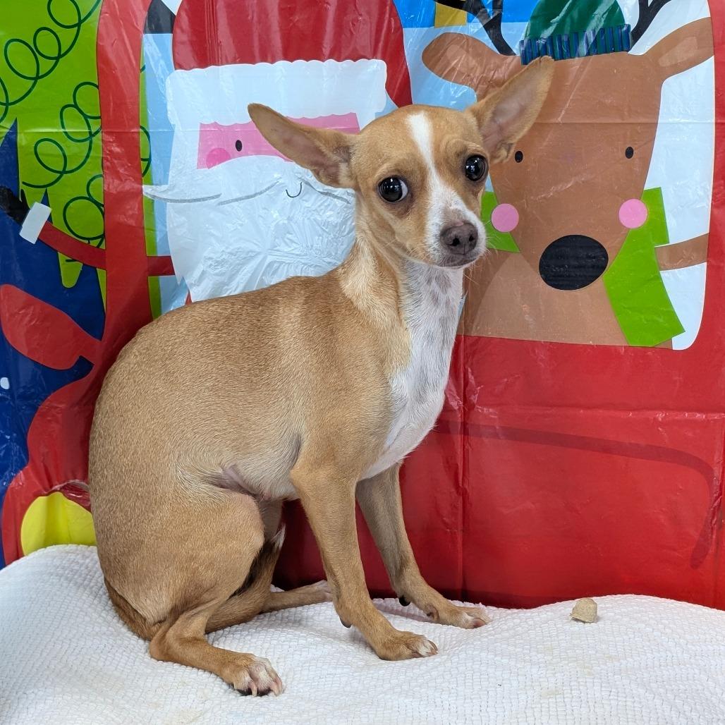 Enlarge Doodle, a Adoptable Chihuahua in Chico, CA image 2/3