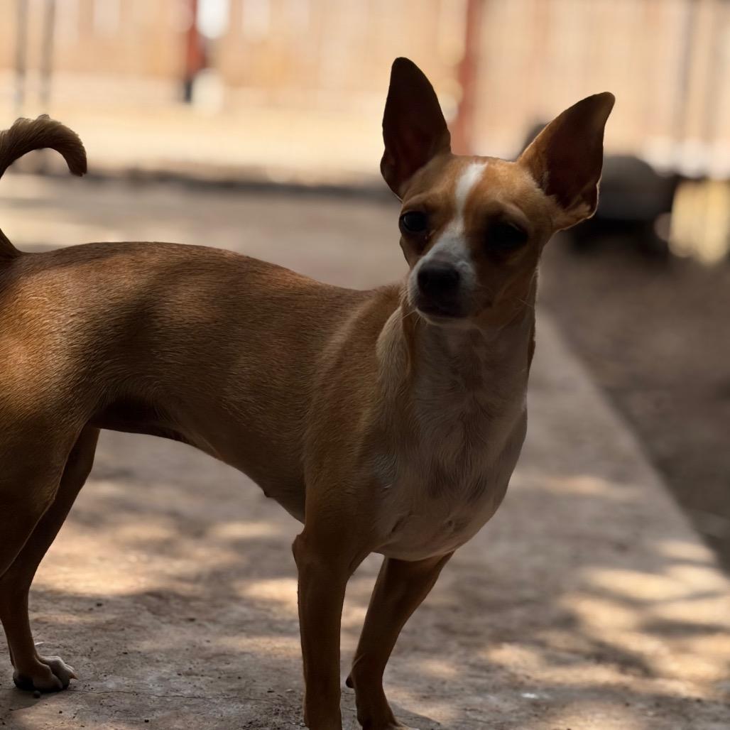 Enlarge Doodle, a Adoptable Chihuahua in Chico, CA image 3/3