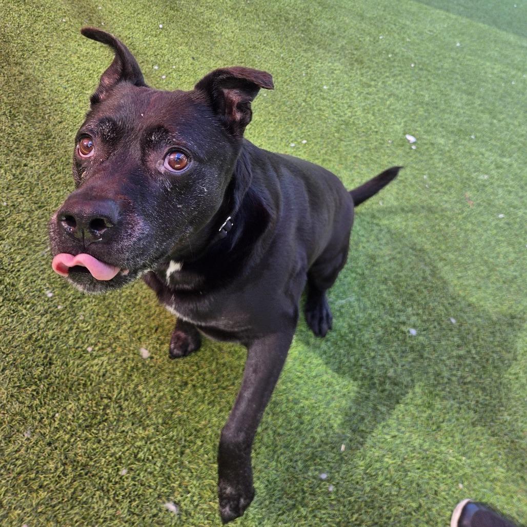 Rey, a Adoptable mixed breed in Jupiter, FL image 1/5