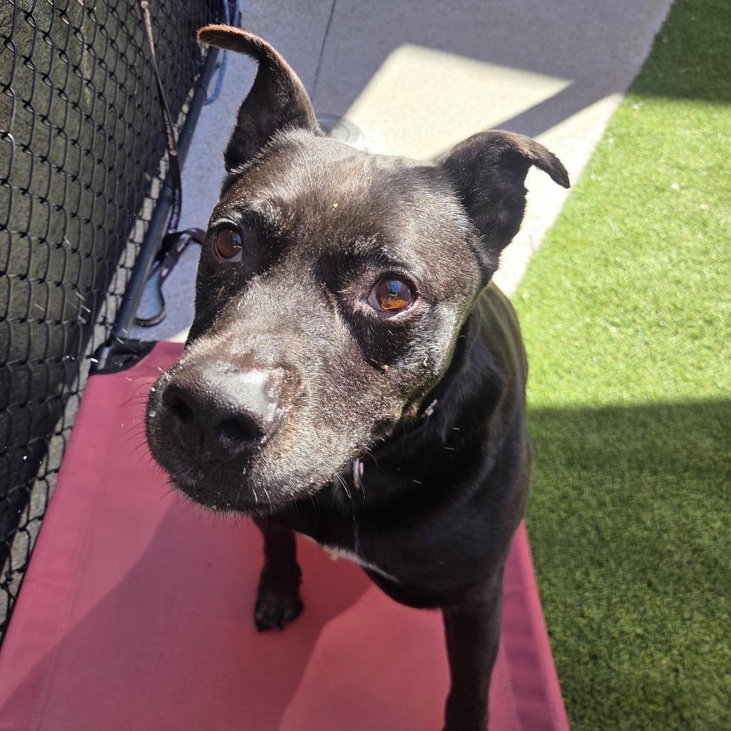 Rey, a Adoptable mixed breed in Jupiter, FL image 2/5