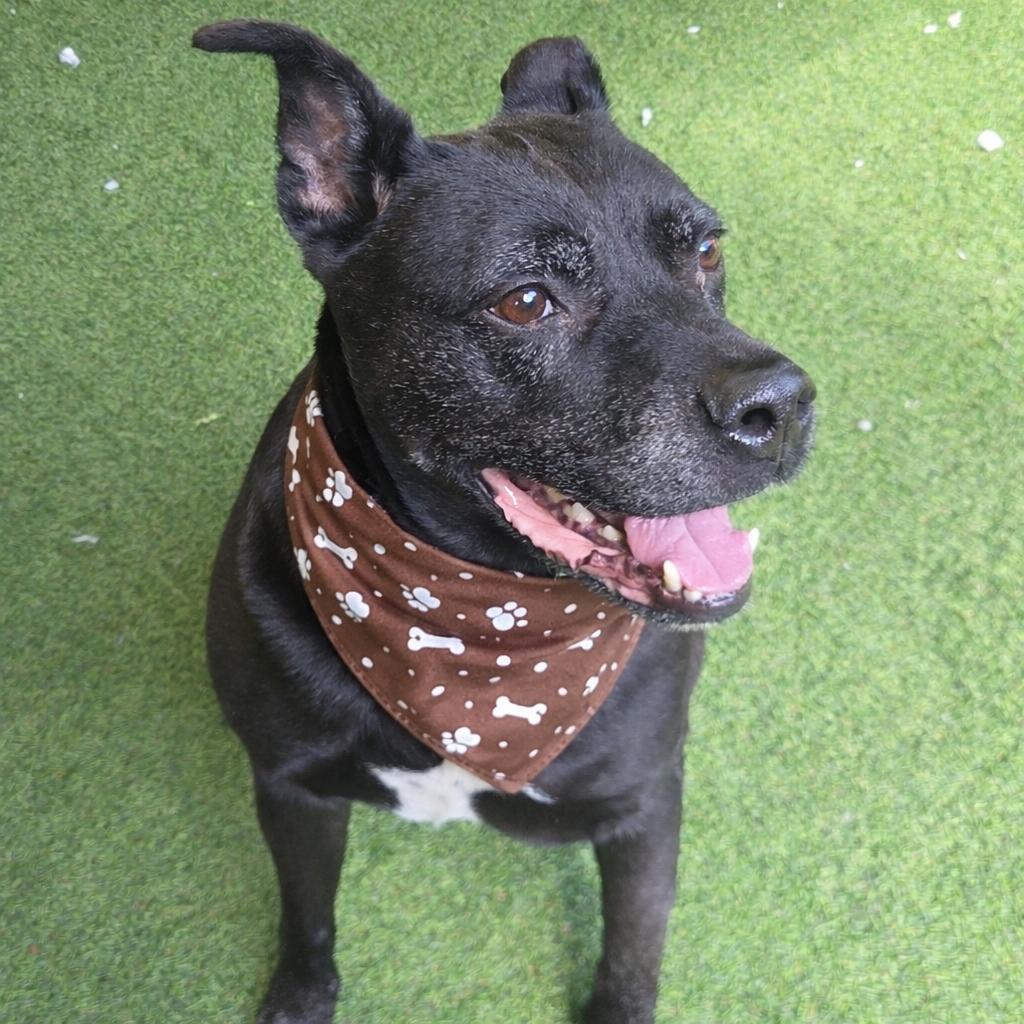 Rey, a Adoptable mixed breed in Jupiter, FL image 3/5