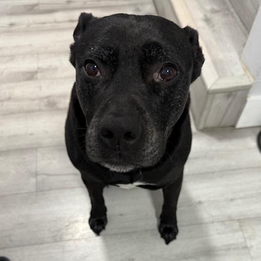 Rey, a Adoptable mixed breed in Jupiter, FL image 4/5