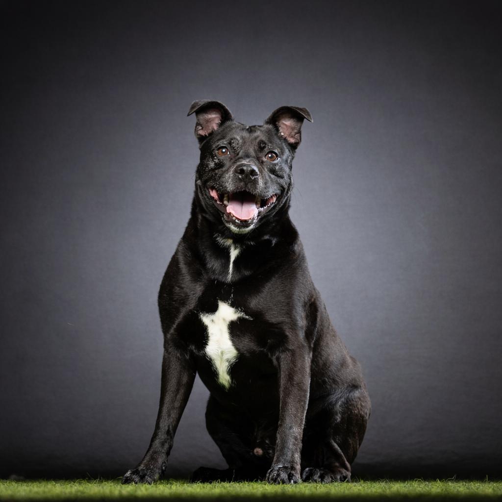 Rey, a Adoptable mixed breed in Jupiter, FL image 5/5