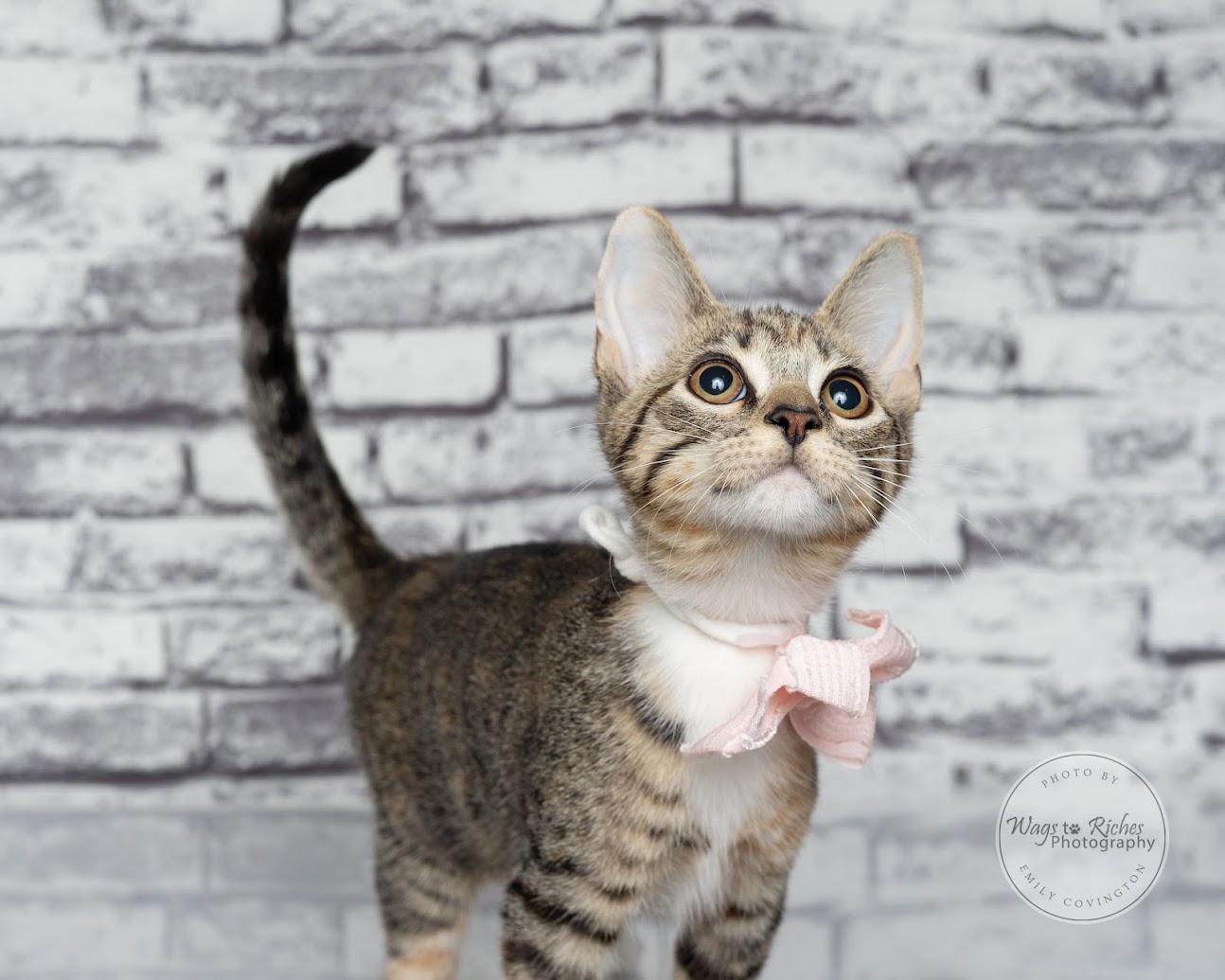 Enlarge Tori the Torbie, a Adoptable mixed breed in Tuscaloosa, AL image 5/6