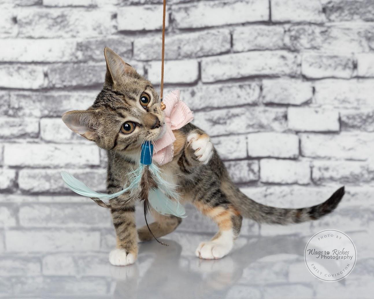 Enlarge Tori the Torbie, a Adoptable mixed breed in Tuscaloosa, AL image 4/6