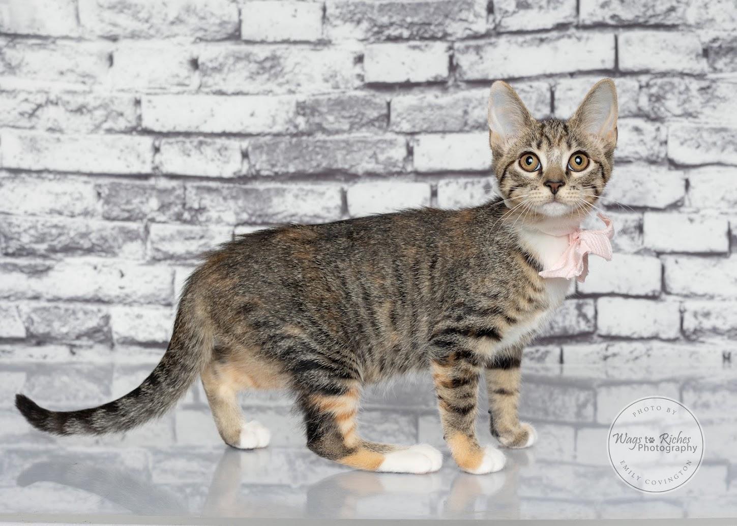 Enlarge Tori the Torbie, a Adoptable mixed breed in Tuscaloosa, AL image 3/6
