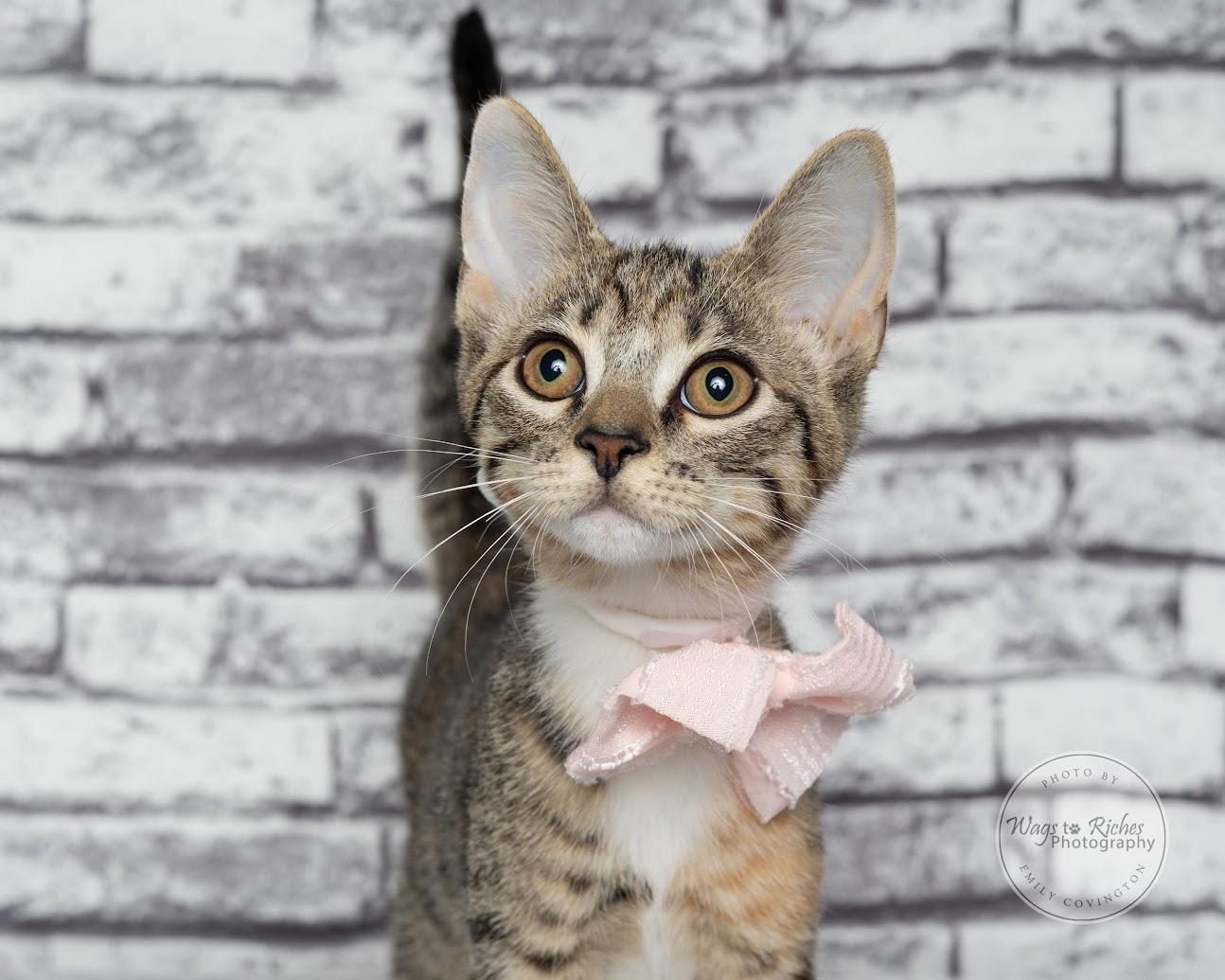 Enlarge Tori the Torbie, a Adoptable mixed breed in Tuscaloosa, AL image 2/6