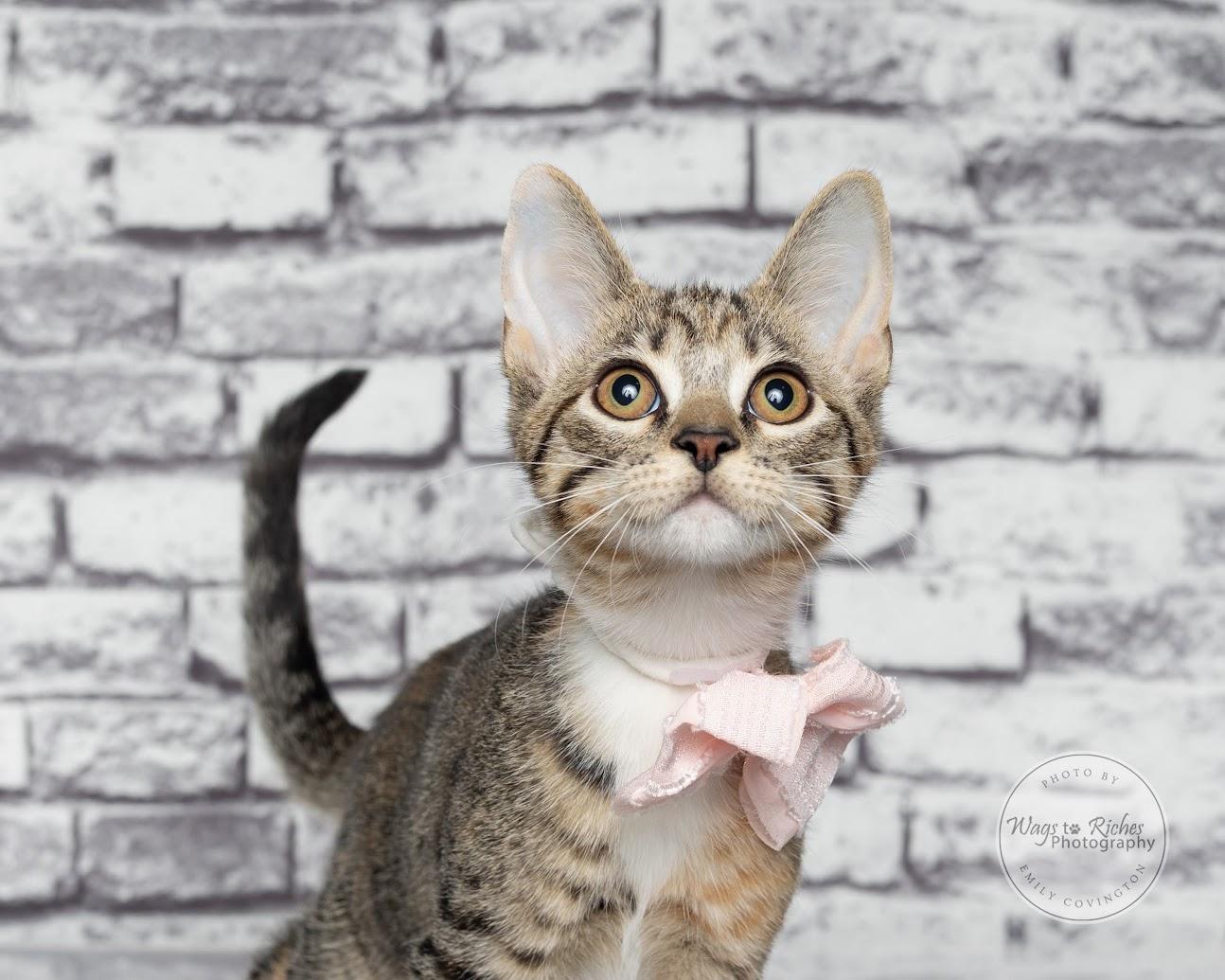 Enlarge Tori the Torbie, a Adoptable mixed breed in Tuscaloosa, AL image 6/6
