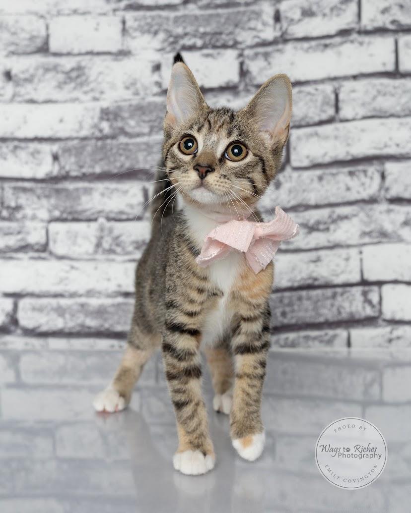 Tori the Torbie, Adoptable, Kitten Female Torbie & Tabby.