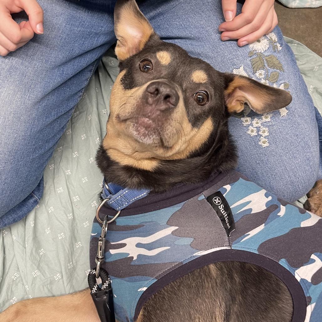 Pup Pup, Adoptable, Adult Female Mixed Breed.