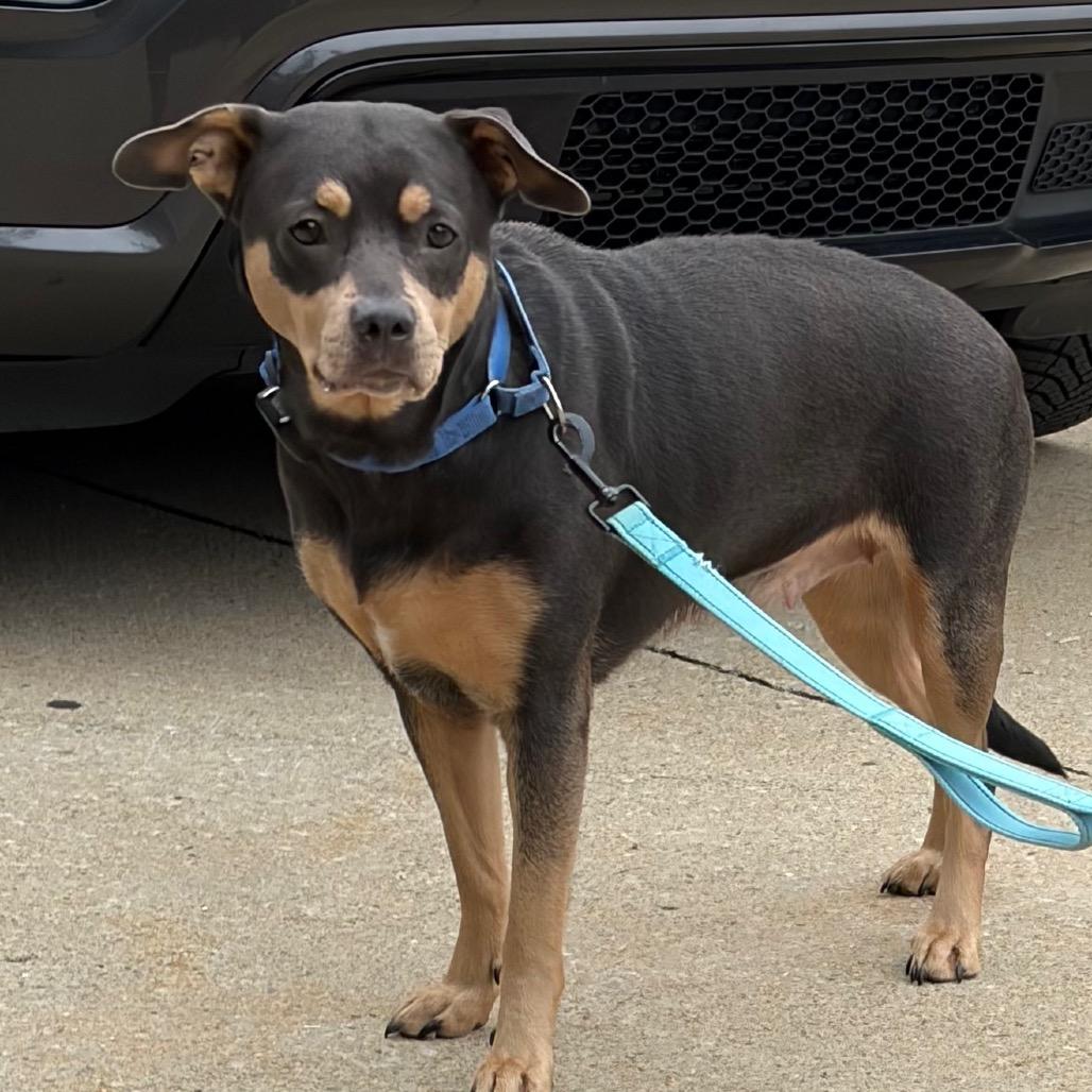 Enlarge Pup Pup, a Adoptable Mixed Breed in Mentor, OH image 2/5