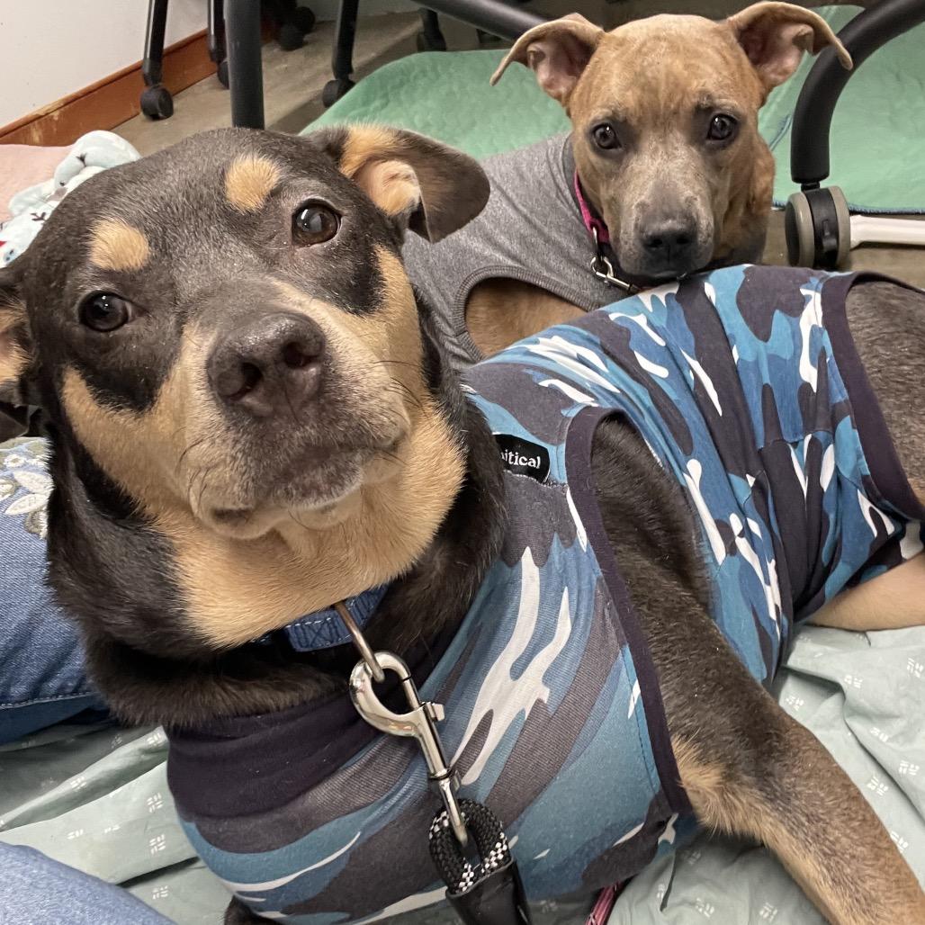 Enlarge Pup Pup, a Adoptable Mixed Breed in Mentor, OH image 3/5