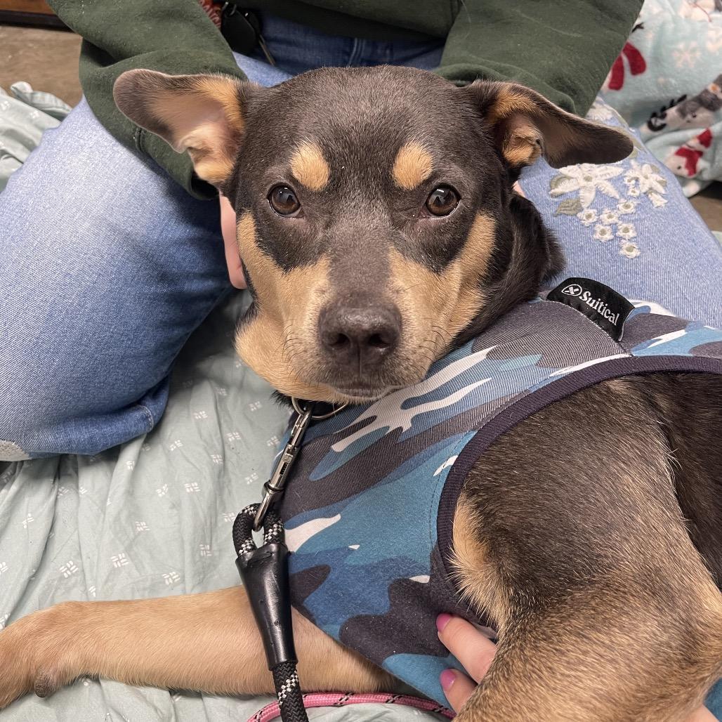 Enlarge Pup Pup, a Adoptable Mixed Breed in Mentor, OH image 4/5