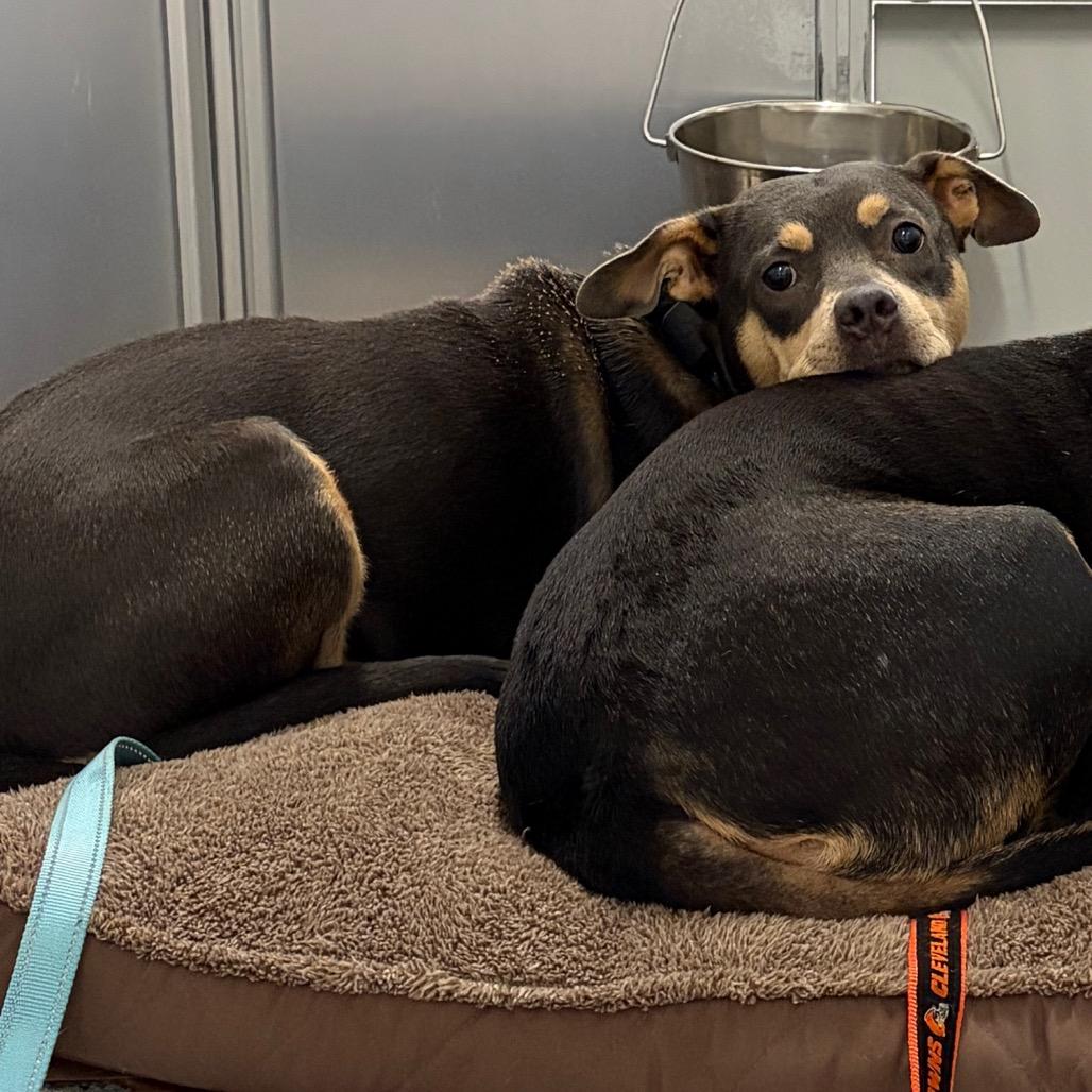 Enlarge Pup Pup, a Adoptable Mixed Breed in Mentor, OH image 5/5