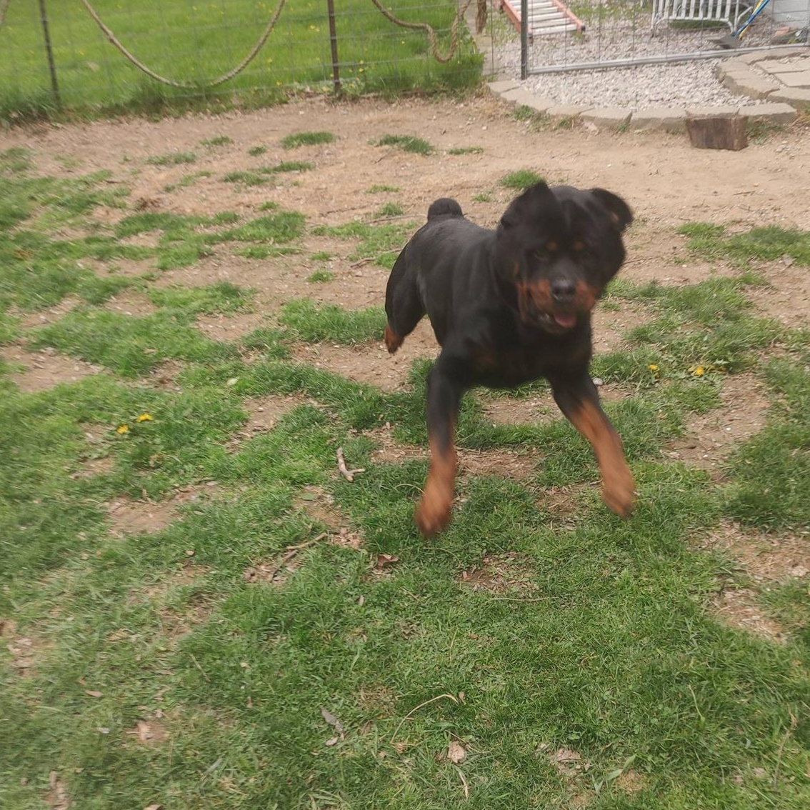 Loki, a ADOPTABLE Rottweiler in Polk, OH image 6/6