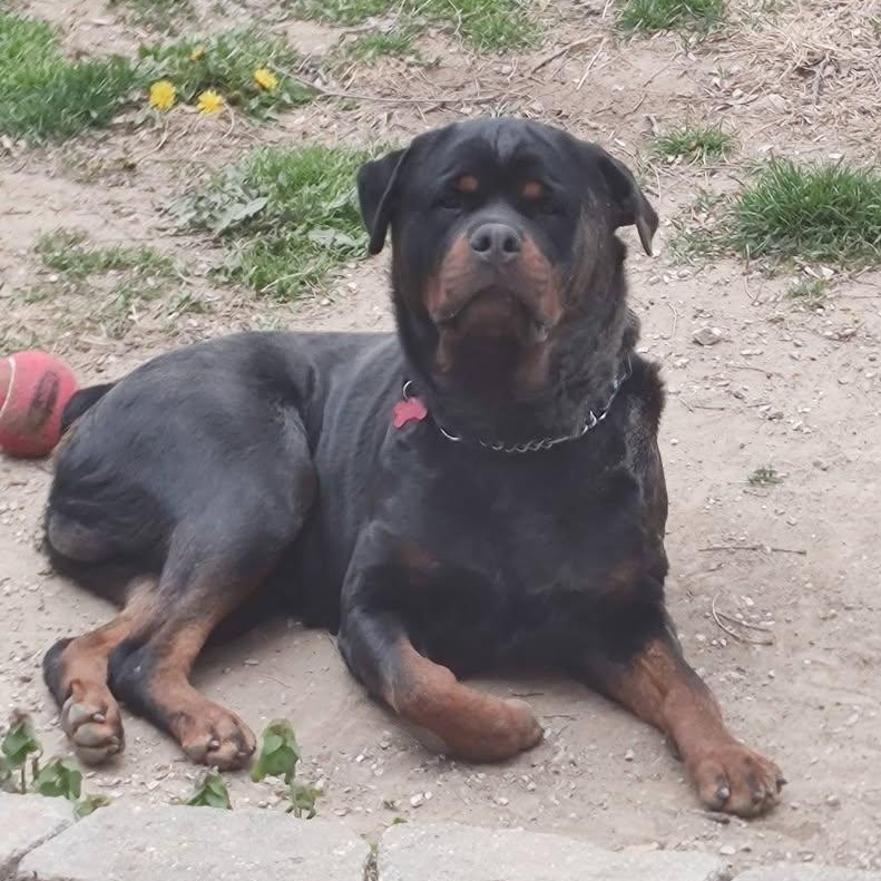 Loki, a ADOPTABLE Rottweiler in Polk, OH image 3/6