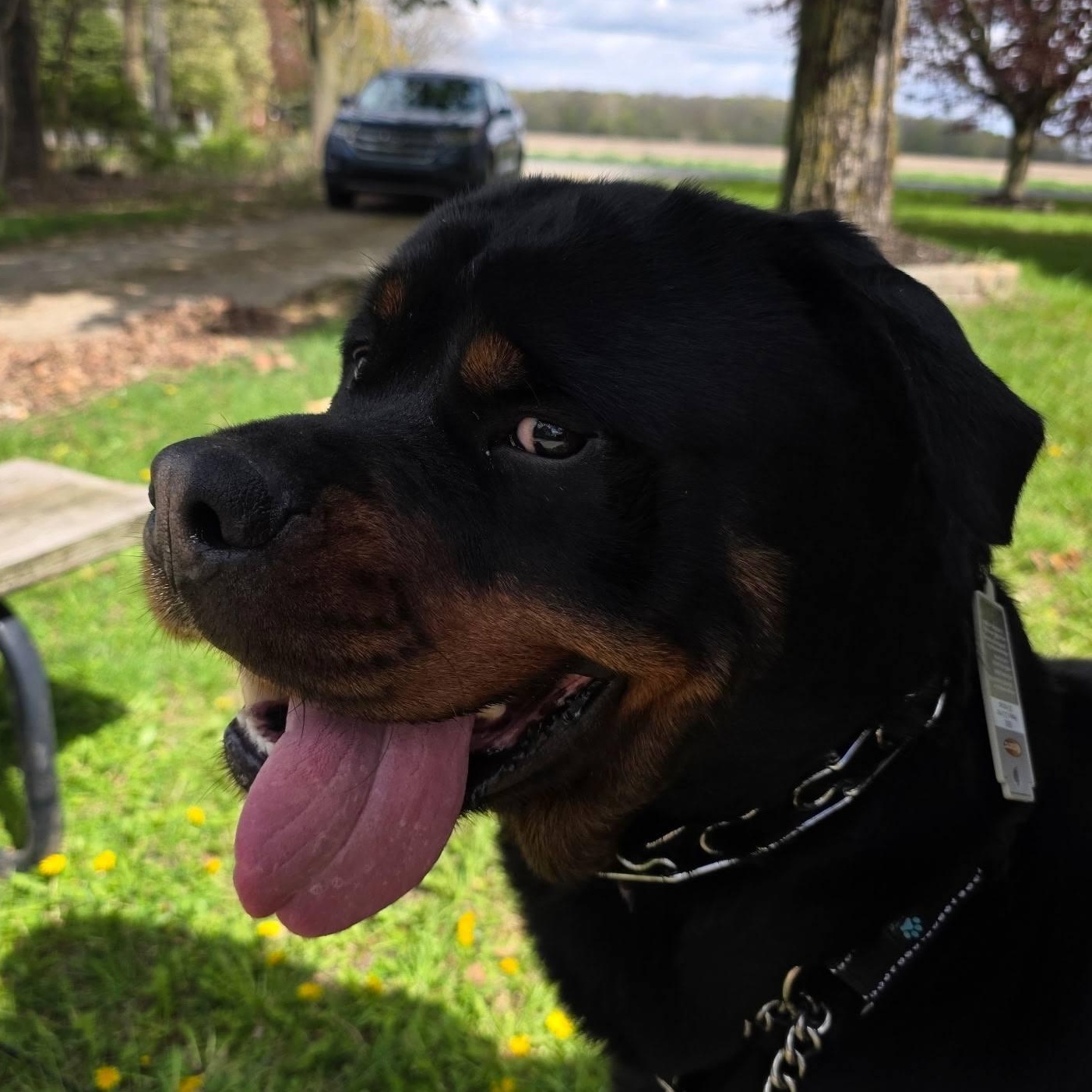 Loki, a ADOPTABLE Rottweiler in Polk, OH image 4/6
