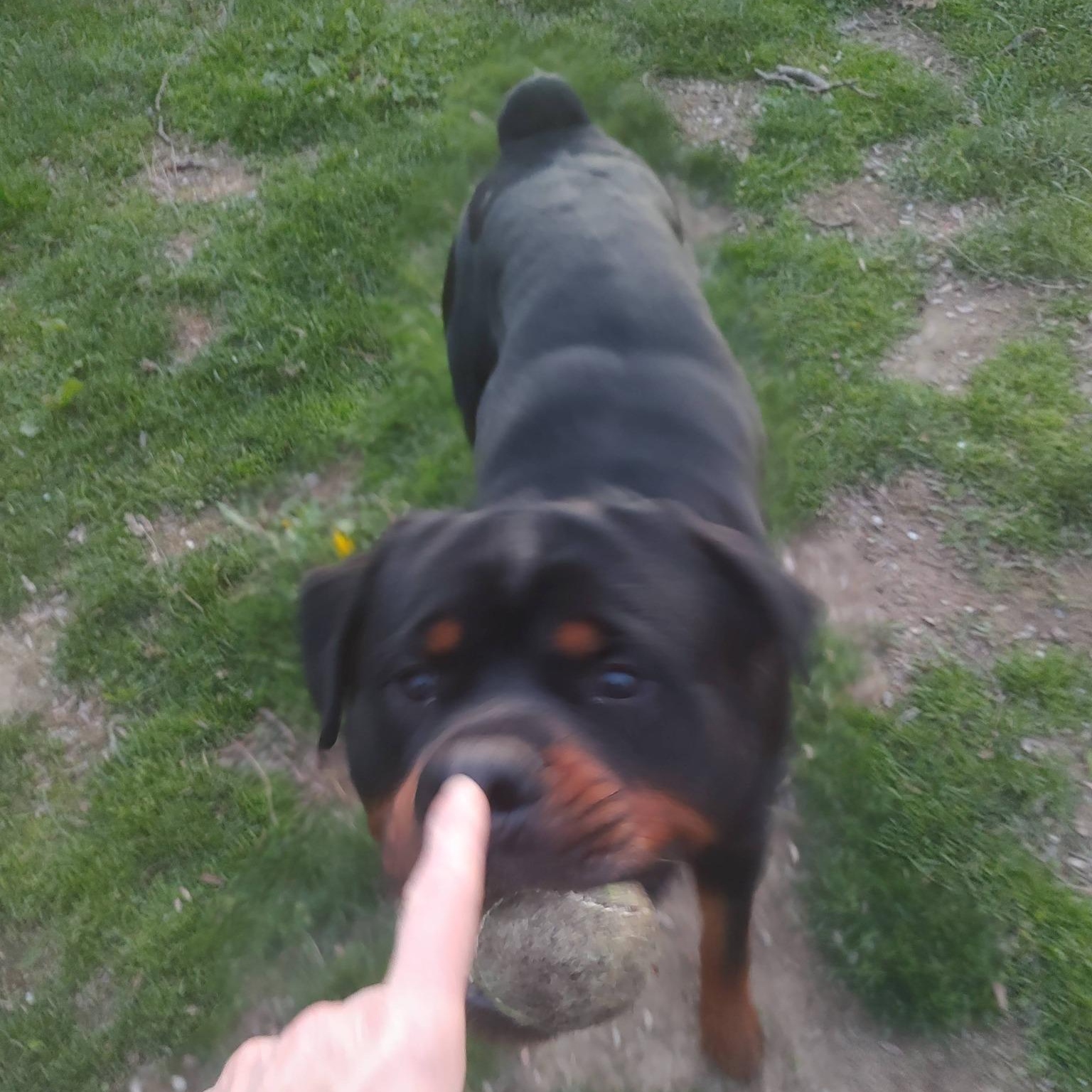 Loki, a ADOPTABLE Rottweiler in Polk, OH image 5/6