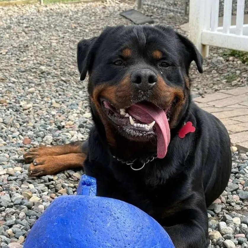 Loki, ADOPTABLE, Adult Male Rottweiler.