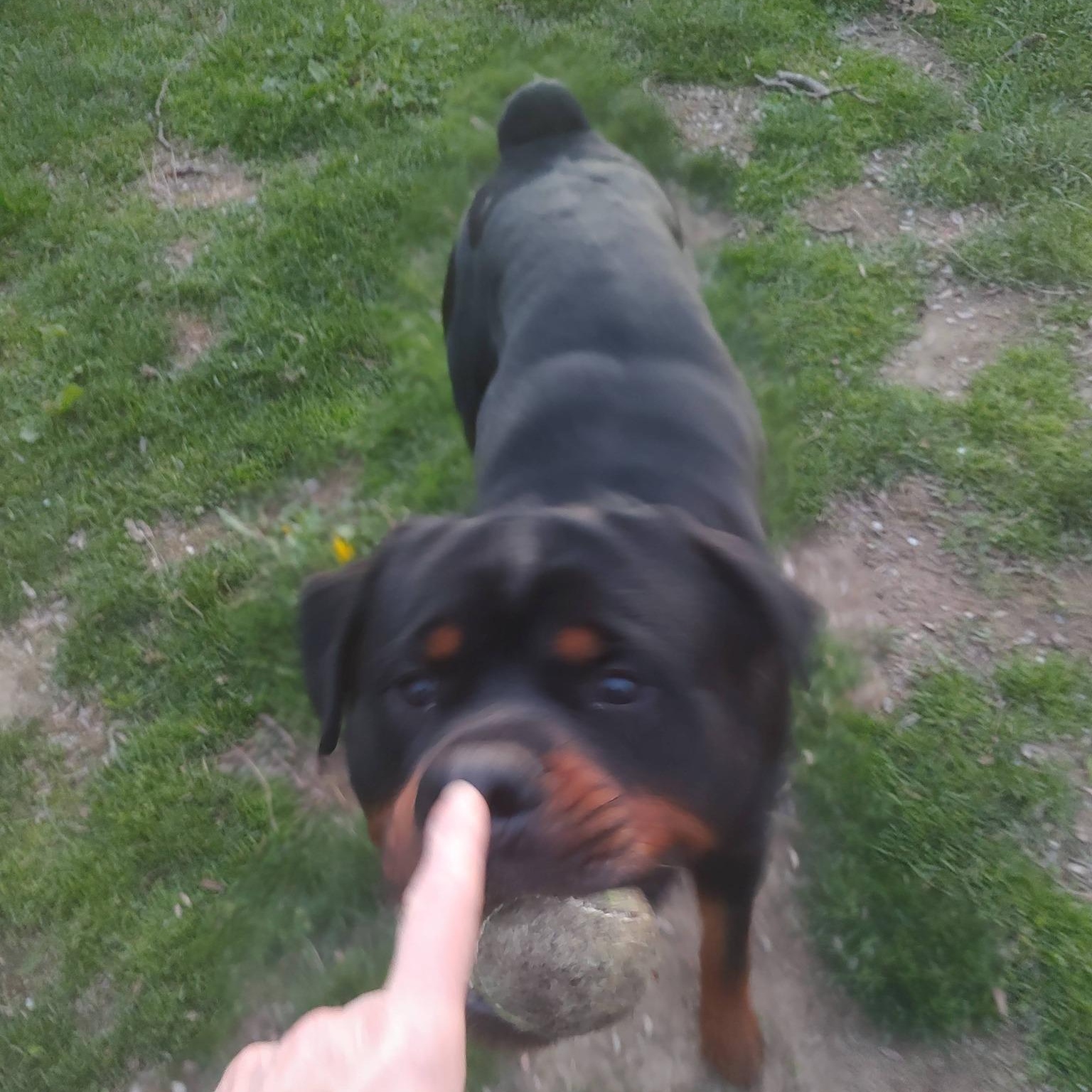 Loki, a ADOPTABLE Rottweiler in Polk, OH image 2/6