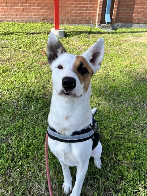 CHEWY, Adoptable, Adult Male Australian Cattle Dog / Blue Heeler & Mixed Breed.
