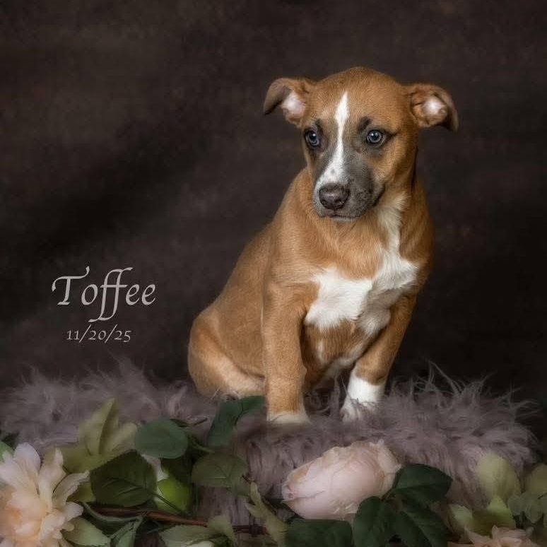 Toffee, a Adoptable mixed breed in Concord, CA image 1/2