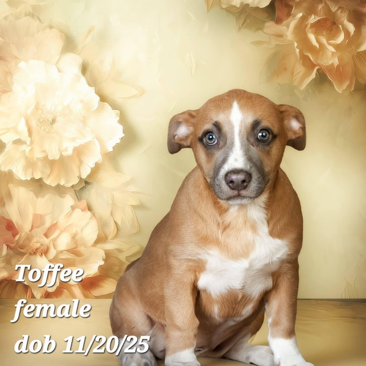 Toffee, a Adoptable mixed breed in Concord, CA image 2/2
