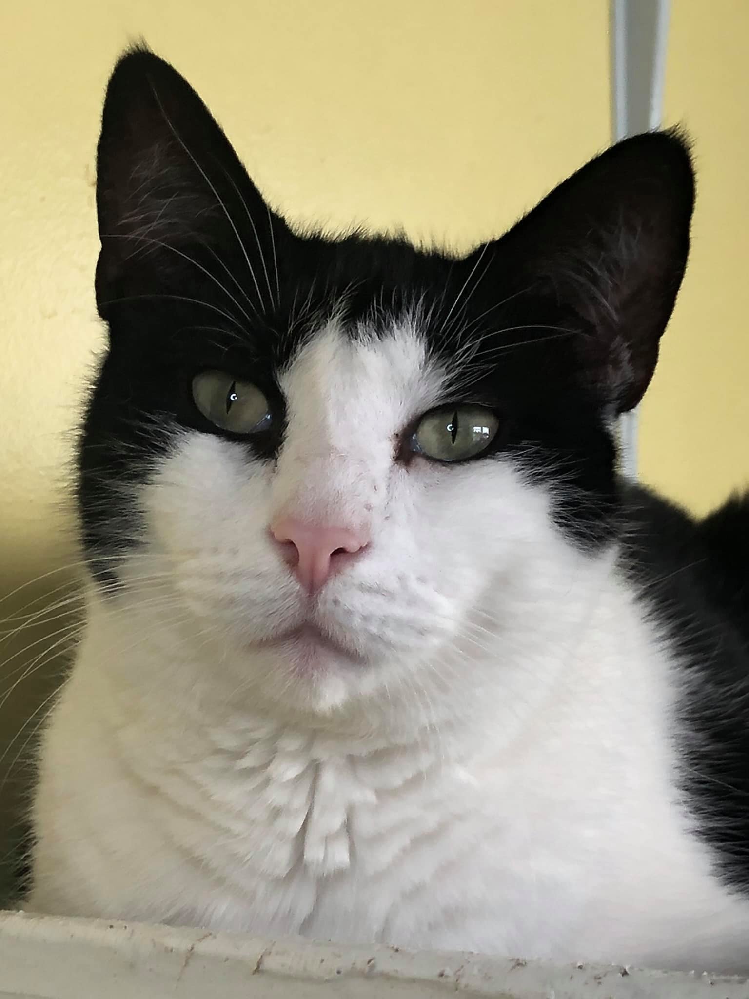 Babybel, Adoptable, Senior Female Domestic Short Hair.