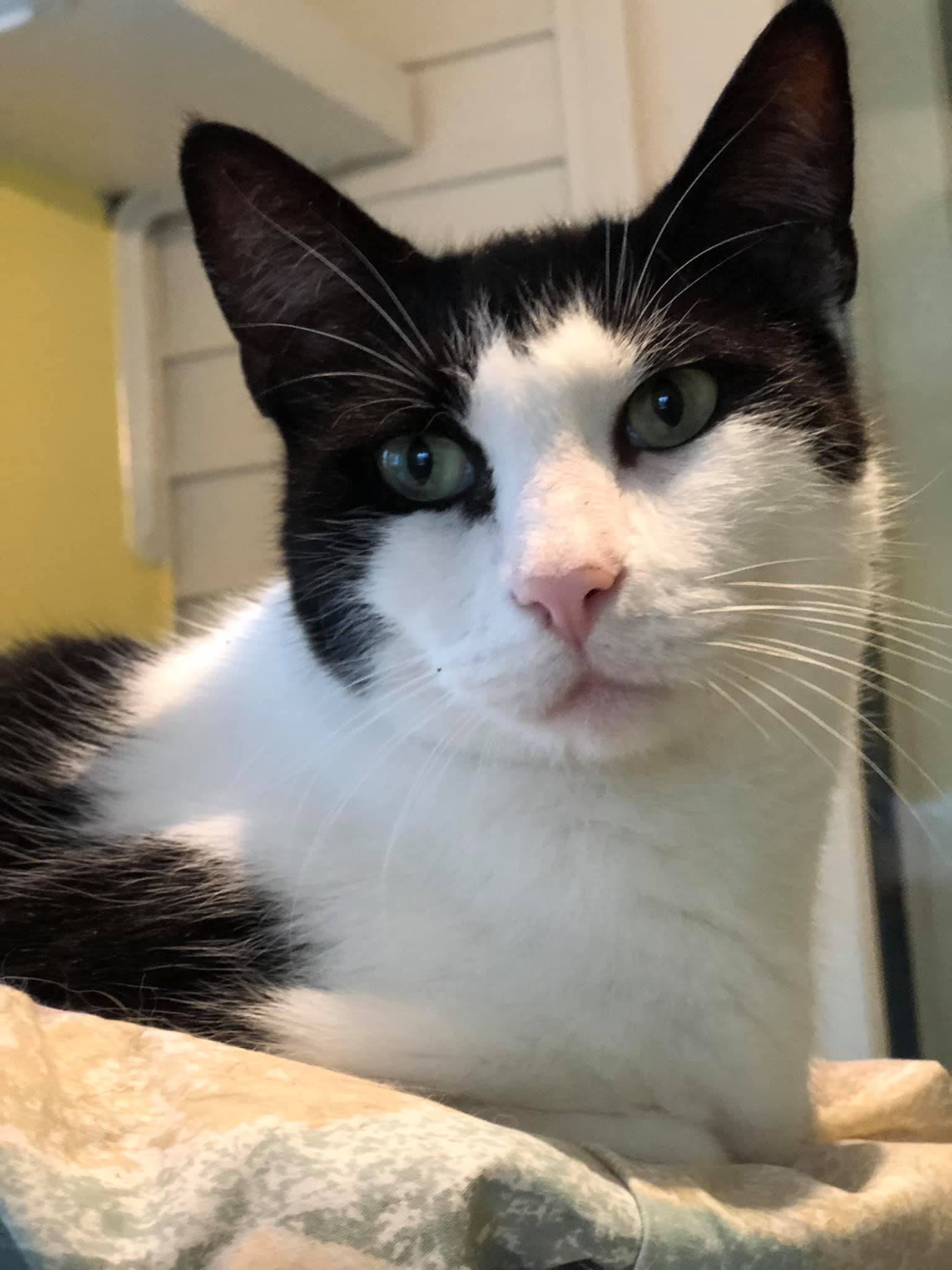 Babybel, a Adoptable Domestic Short Hair in Freeport, NY image 2/6