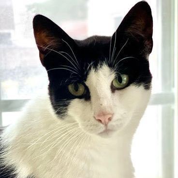 Babybel, a Adoptable Domestic Short Hair in Freeport, NY image 3/6