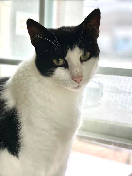 Babybel, a Adoptable Domestic Short Hair in Freeport, NY image 4/6