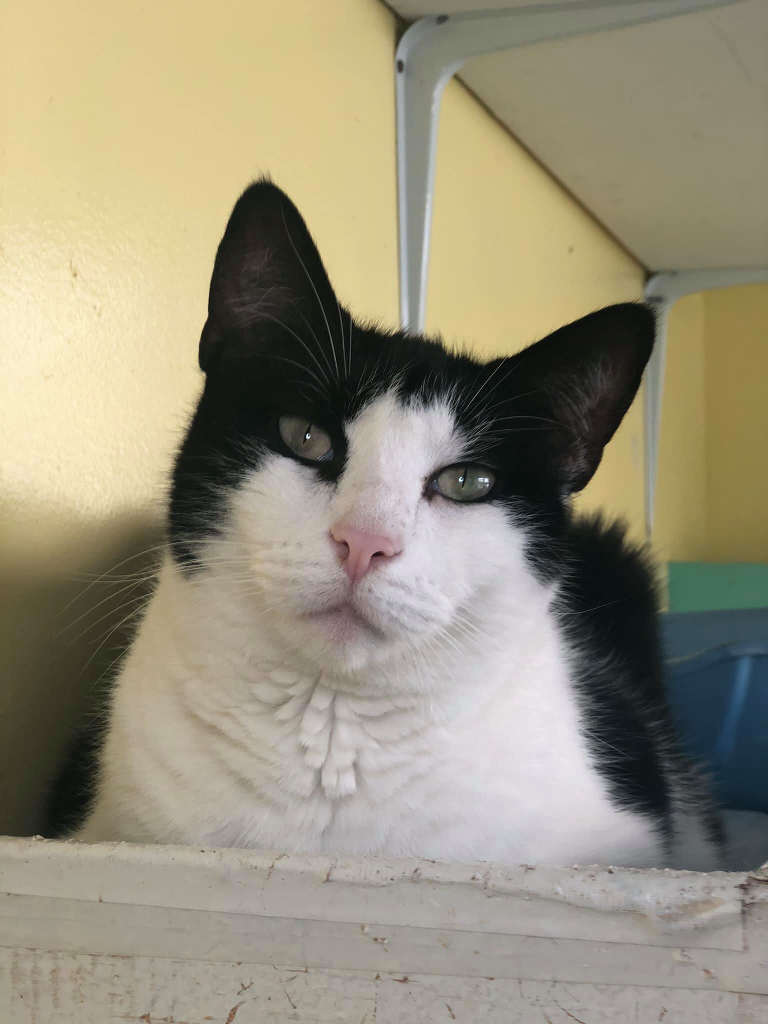 Babybel, a Adoptable Domestic Short Hair in Freeport, NY image 5/6