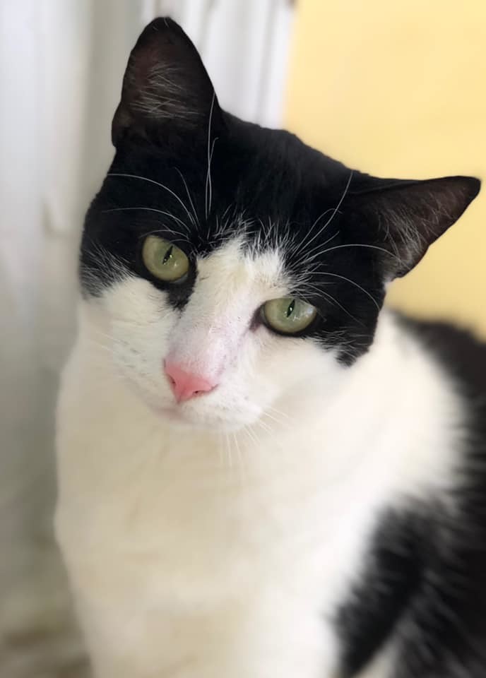 Babybel, a Adoptable Domestic Short Hair in Freeport, NY image 6/6