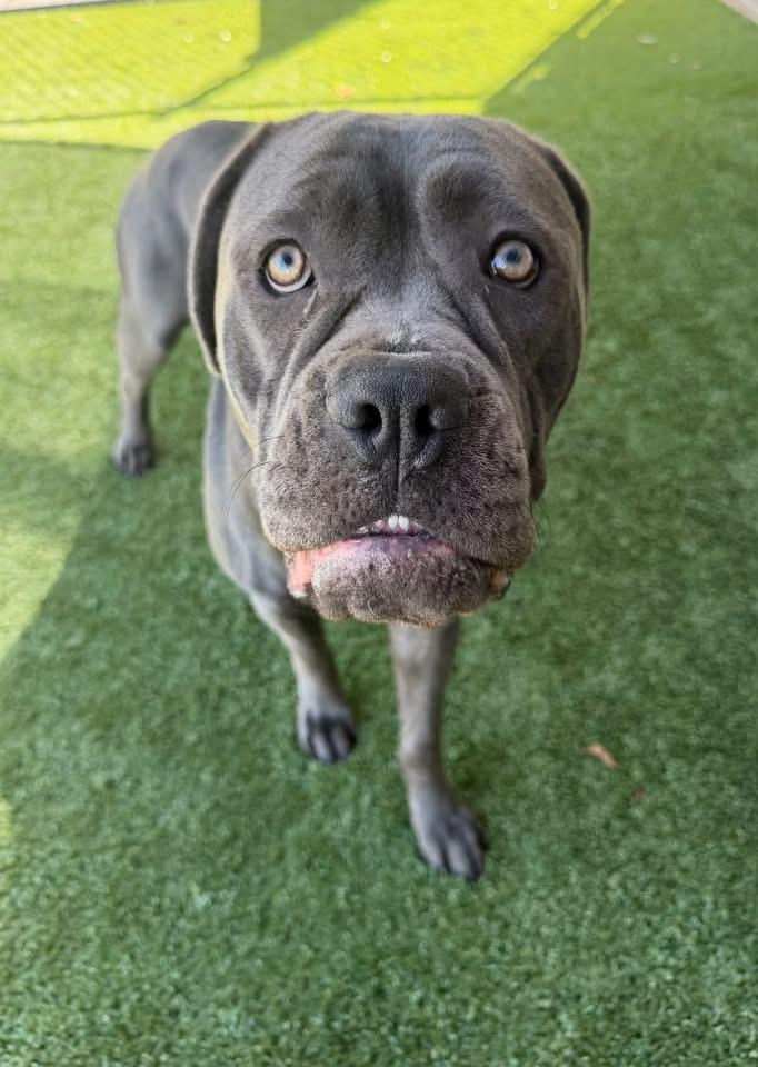 Ophelia, ADOPTABLE, Adult Female Cane Corso.