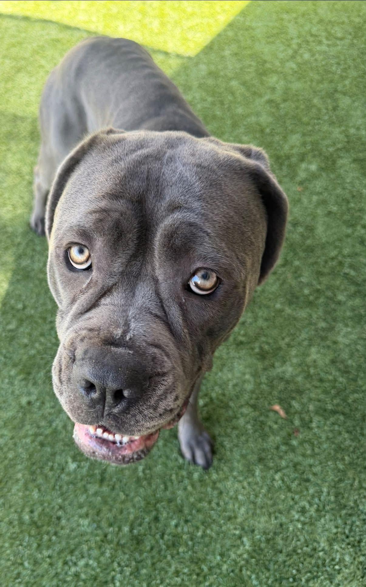 Ophelia, a ADOPTABLE Cane Corso in Baker, LA image 2/3