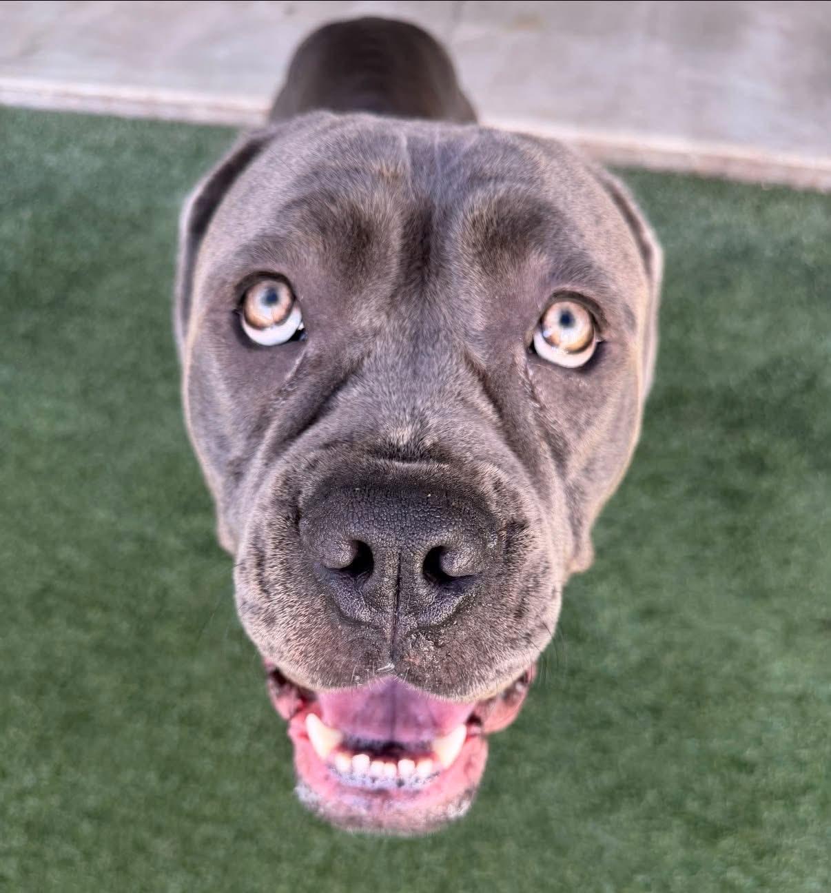 Ophelia, a ADOPTABLE Cane Corso in Baker, LA image 3/3