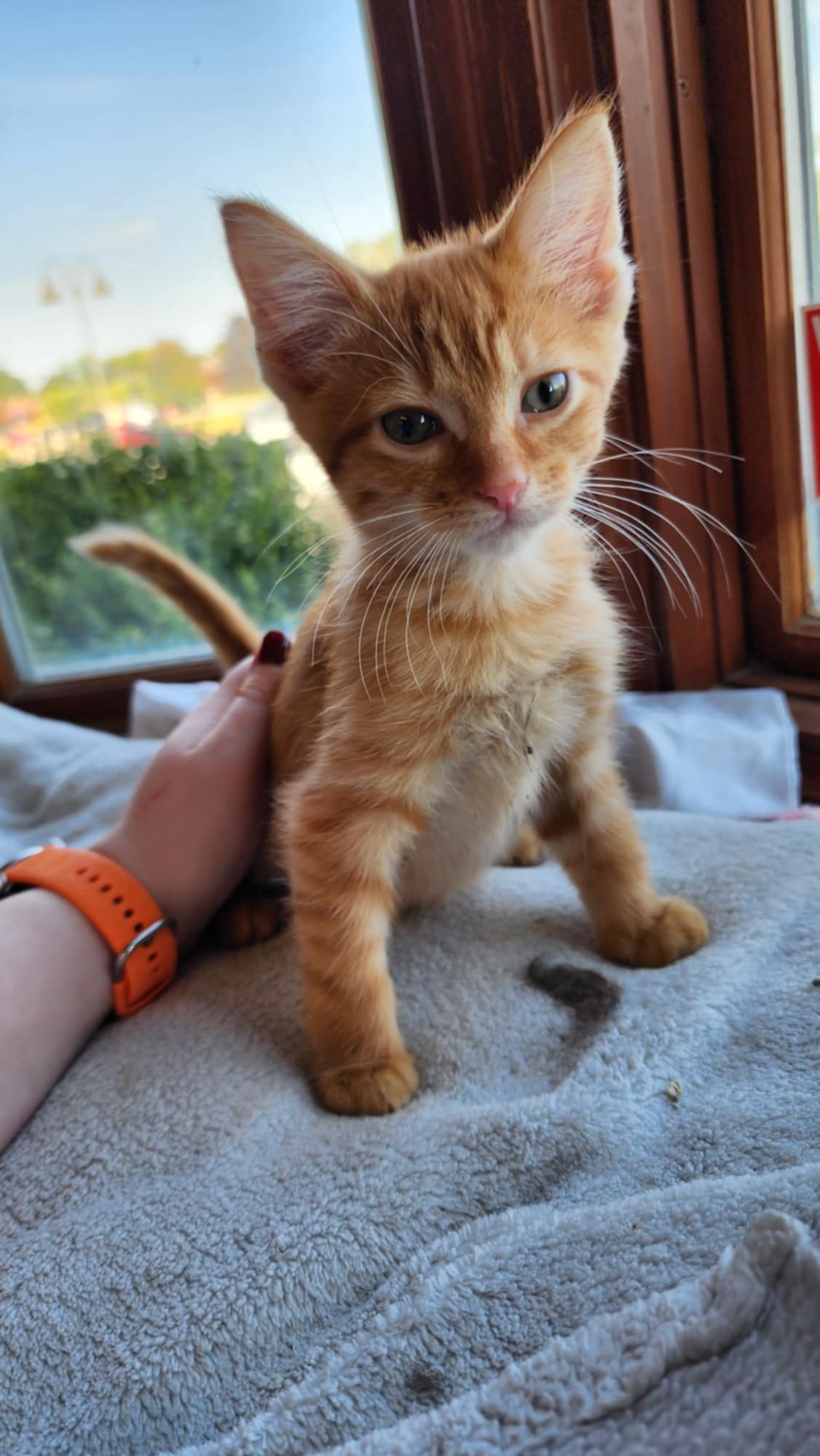 Cat for adoption Tiny Diamond, a Domestic Short Hair in Sterling