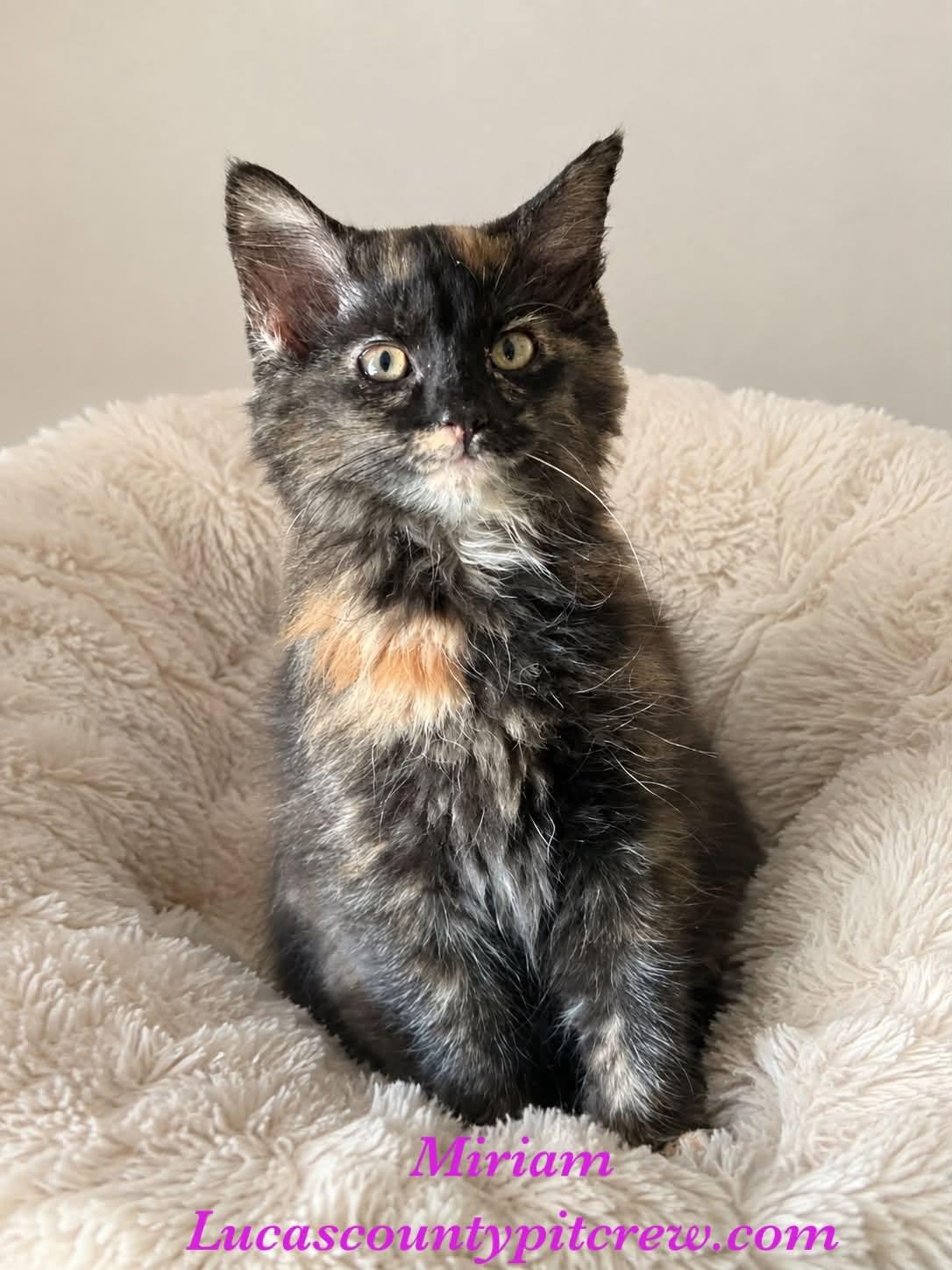 Miriam, adopted, Kitten Female Tortoiseshell.