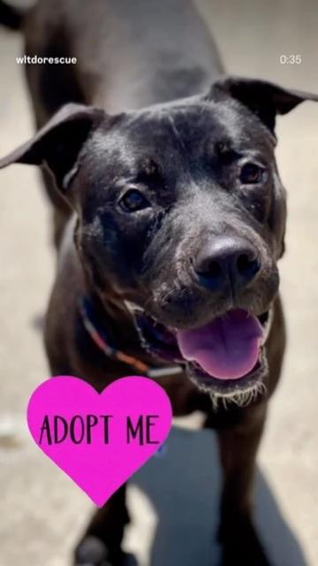 Gigi, a ADOPTABLE mixed breed in oakland, CA image 4/5